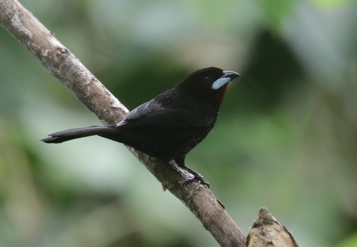 Silver-beaked Tanager - ML620988214
