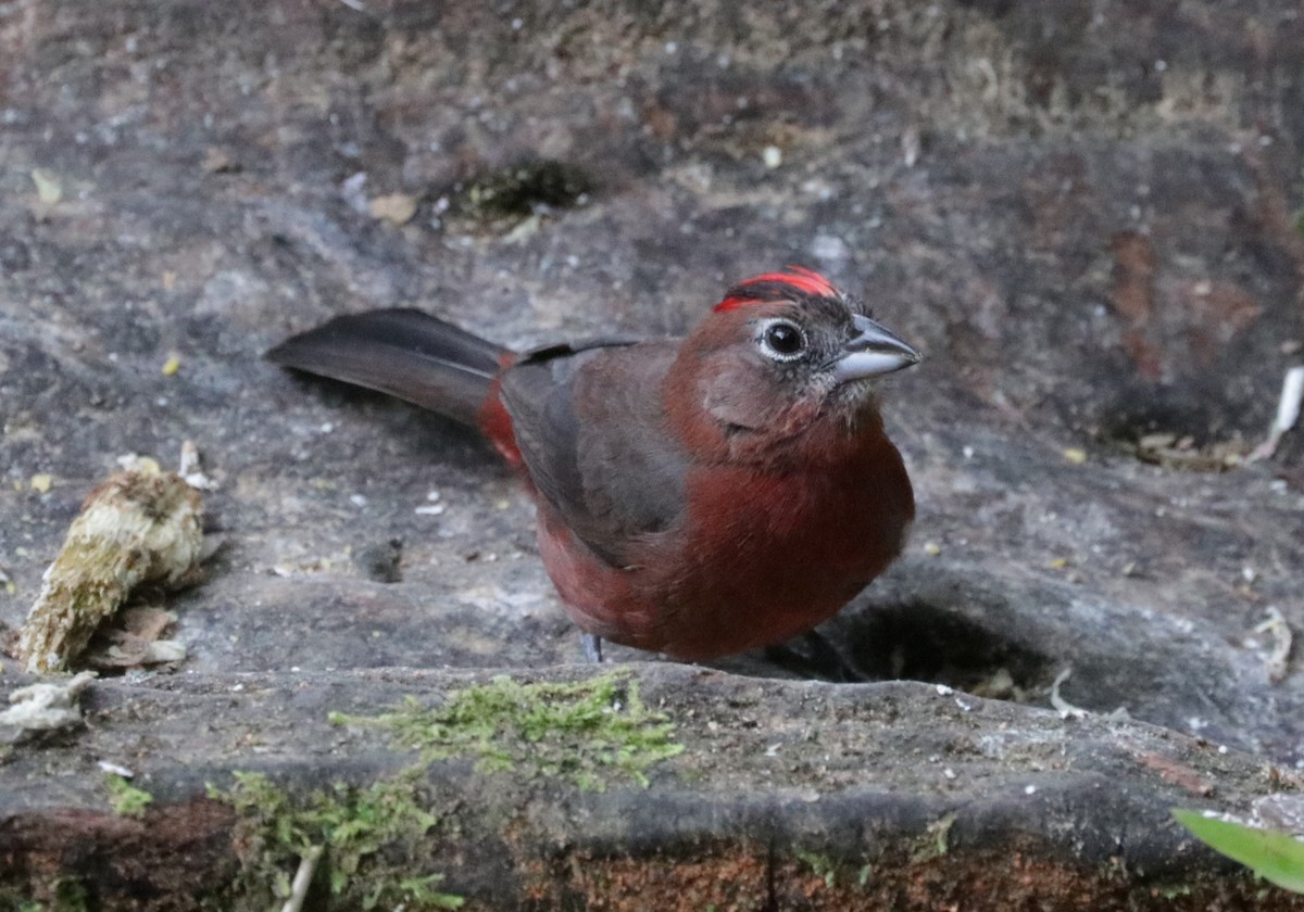 Red-crested Finch - ML620988219