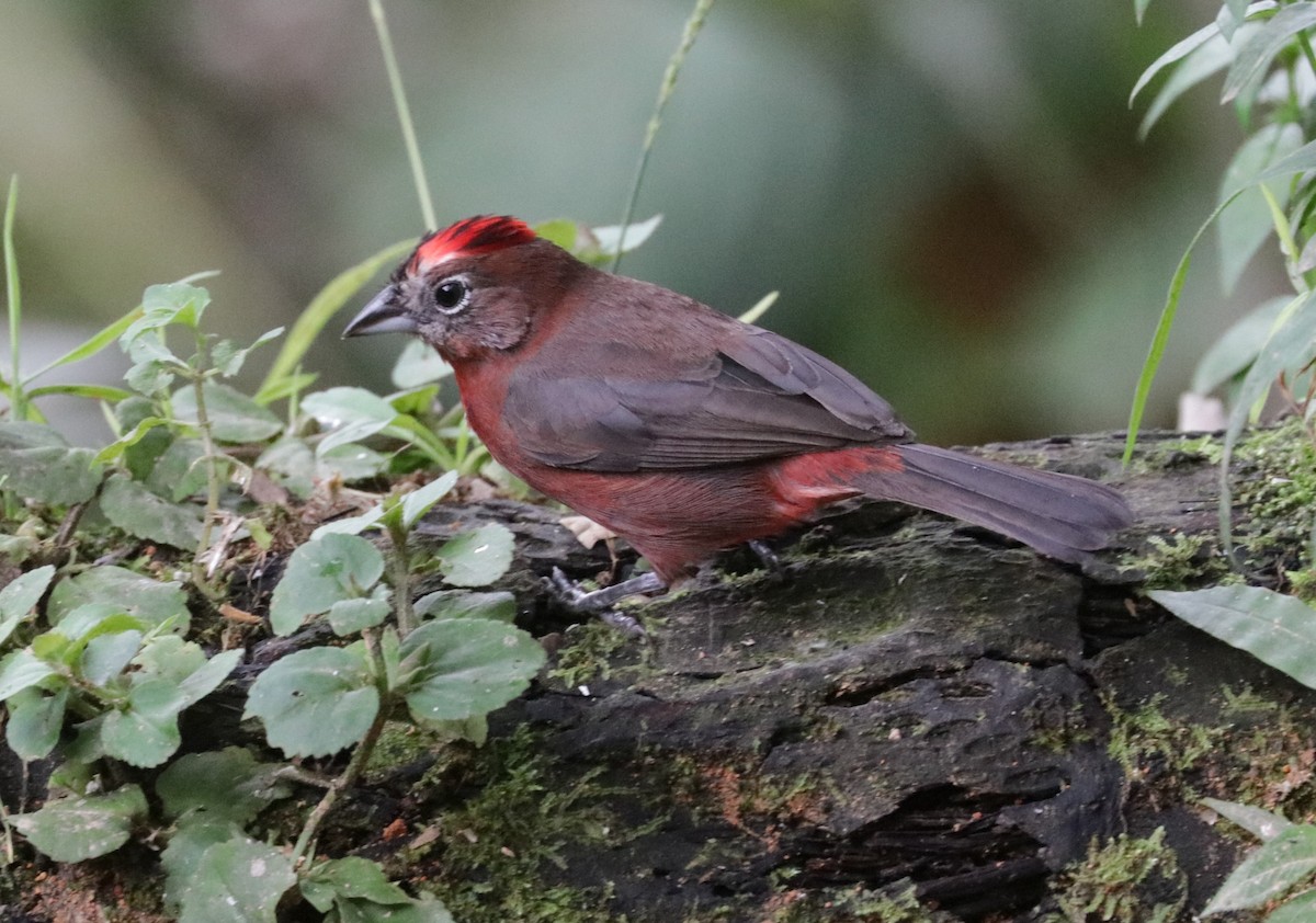 Red-crested Finch - ML620988220