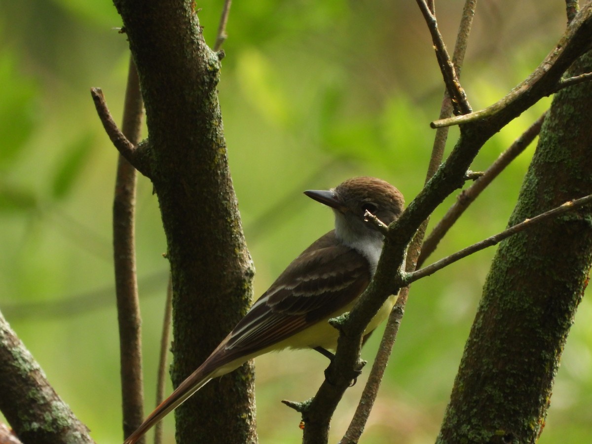 Great Crested Flycatcher - ML620988229