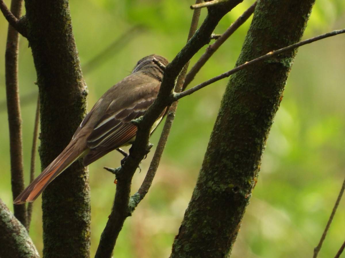 Great Crested Flycatcher - ML620988235