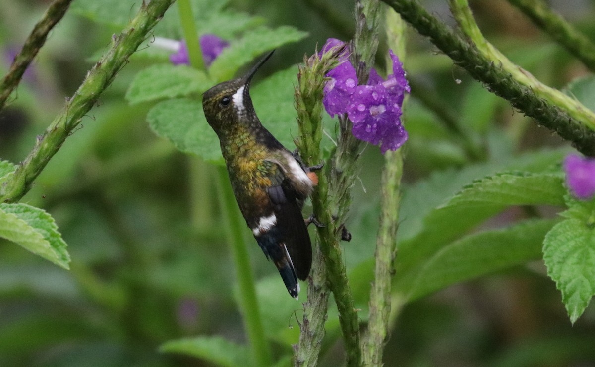 Wire-crested Thorntail - ML620988240