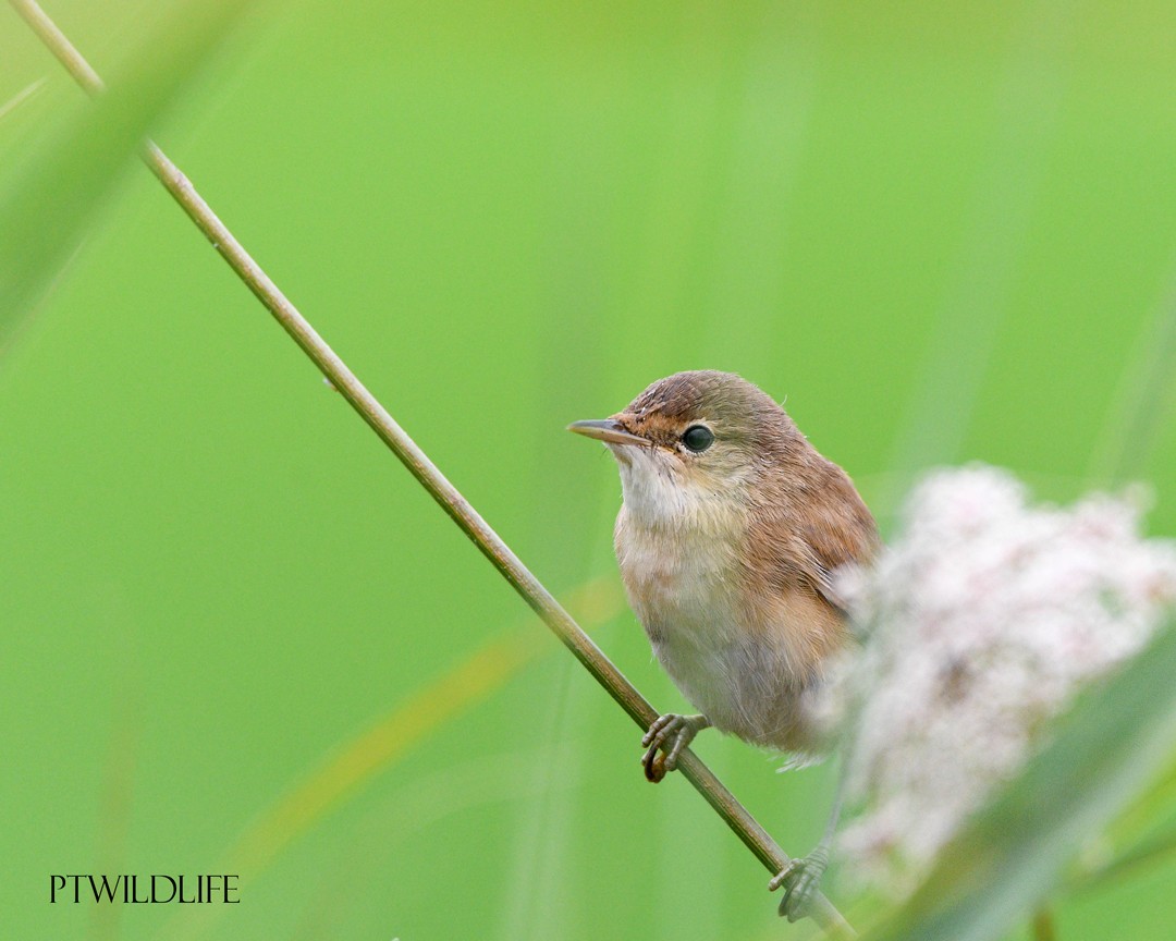 Common Reed Warbler - ML620988249