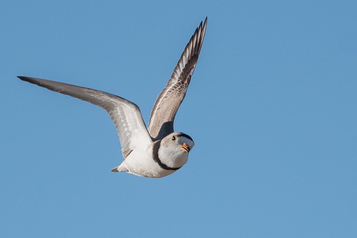 Piping Plover - ML620988267