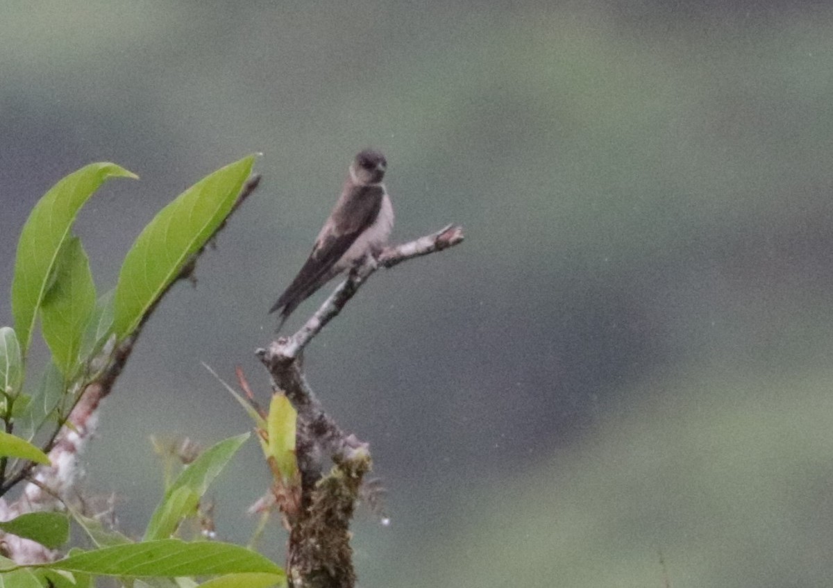 Southern Rough-winged Swallow - ML620988316