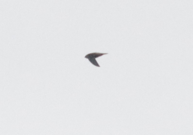 Gray-rumped Swift - ML620988331