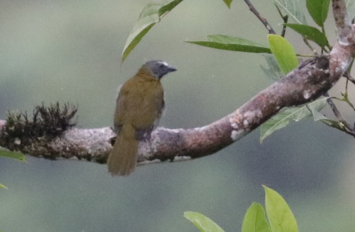 Buff-throated Saltator - Émile Brisson-Curadeau