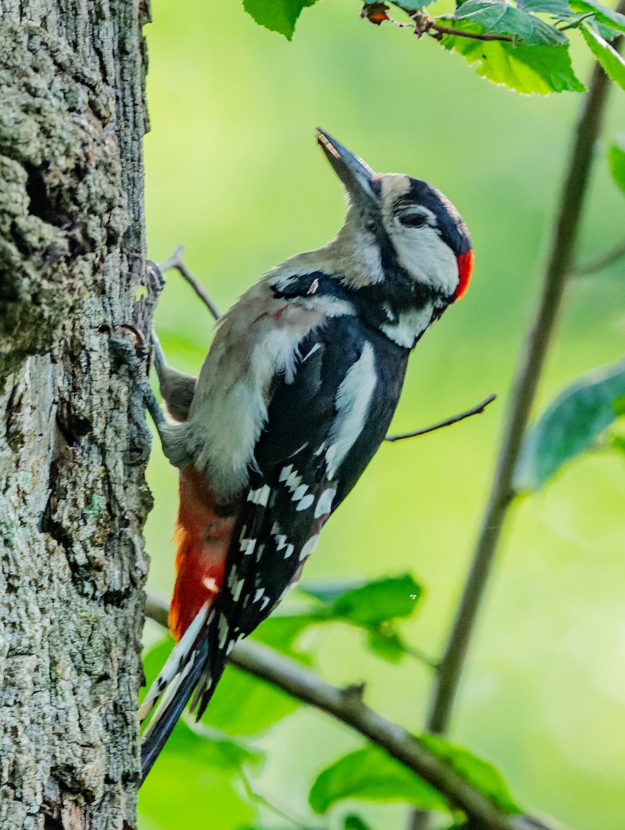 Great Spotted Woodpecker - ML620988354