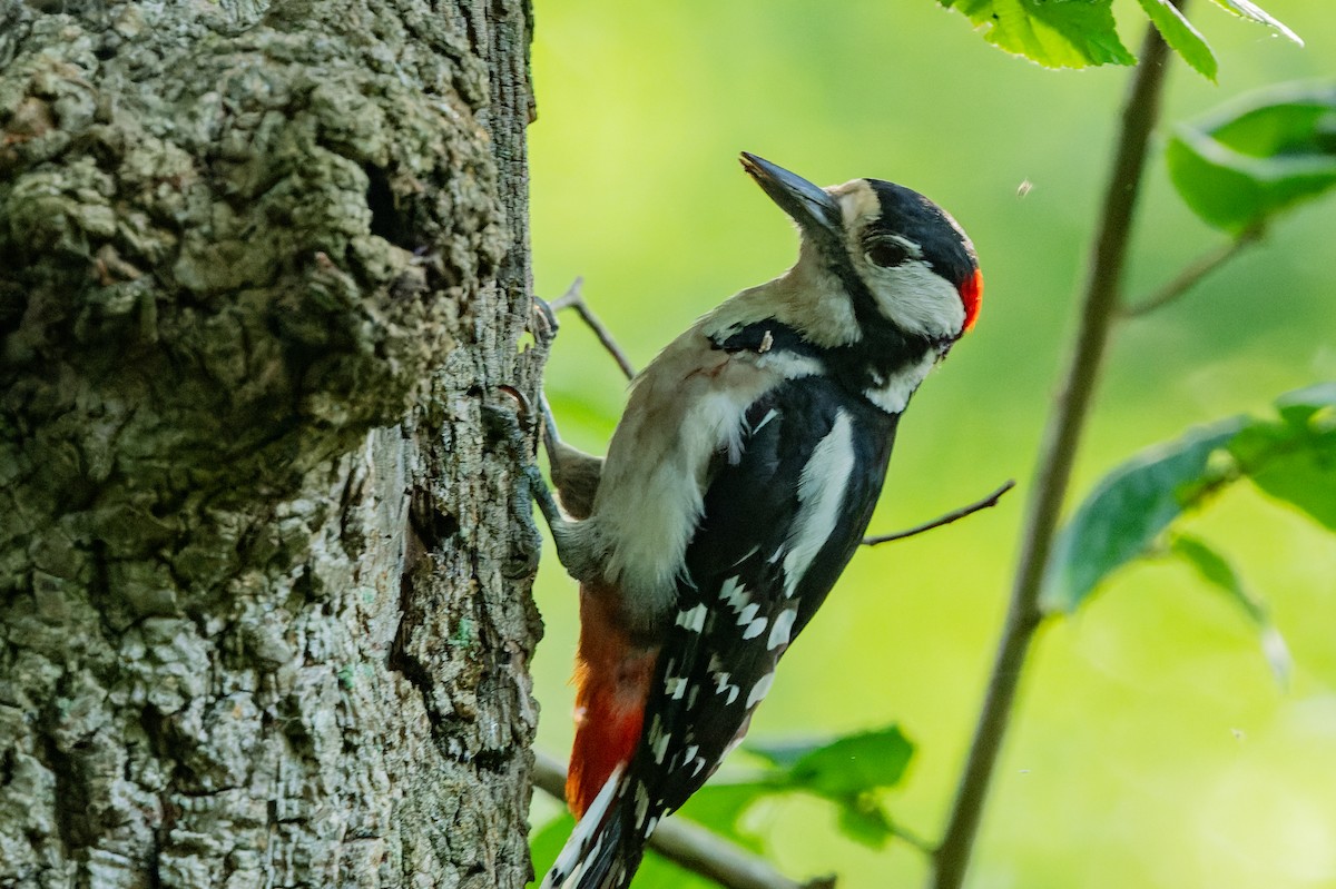 Great Spotted Woodpecker - ML620988355