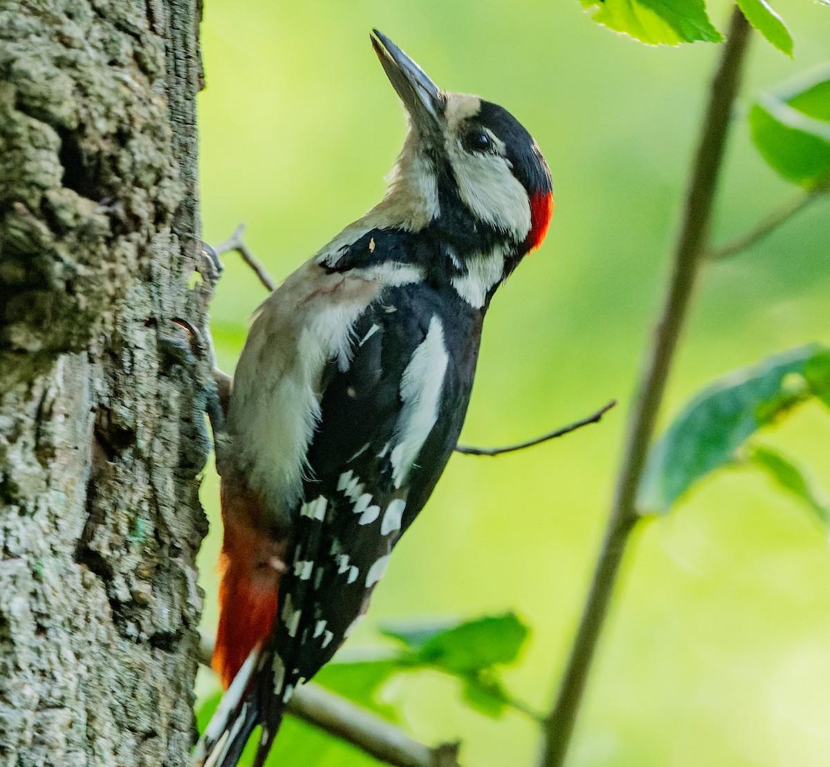Great Spotted Woodpecker - ML620988356