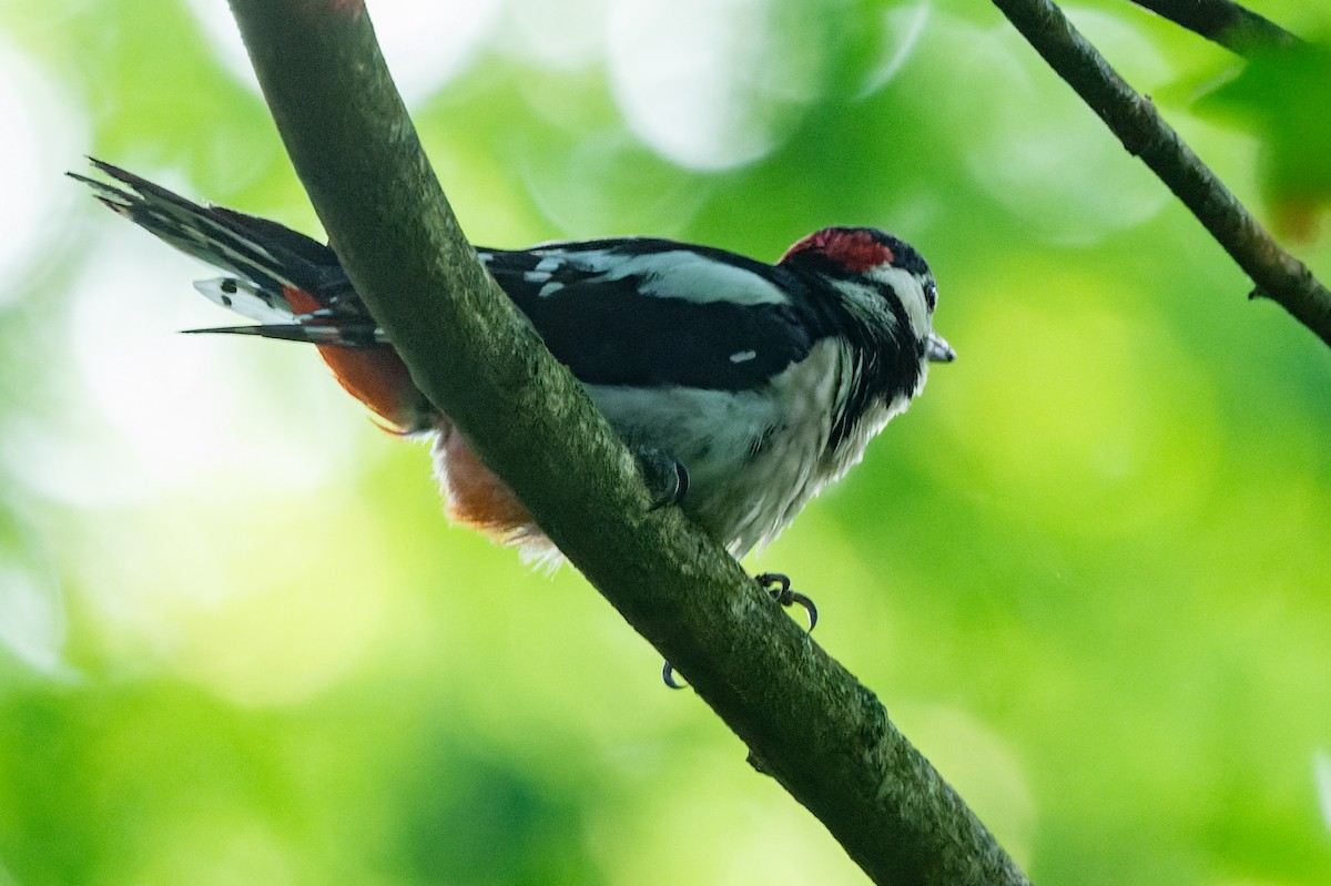 Great Spotted Woodpecker - ML620988357
