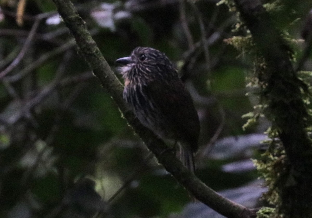 Black-streaked Puffbird - Émile Brisson-Curadeau