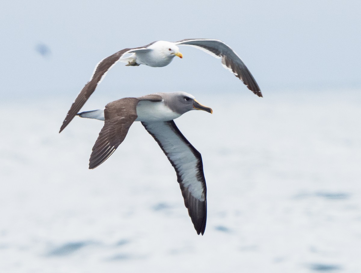 Buller's Albatross - Stephen Menzie