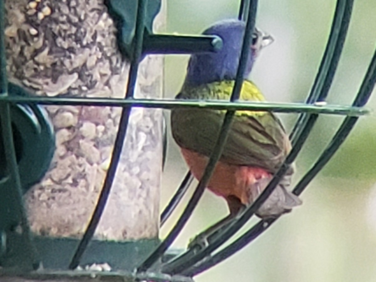 Painted Bunting - ML620988372