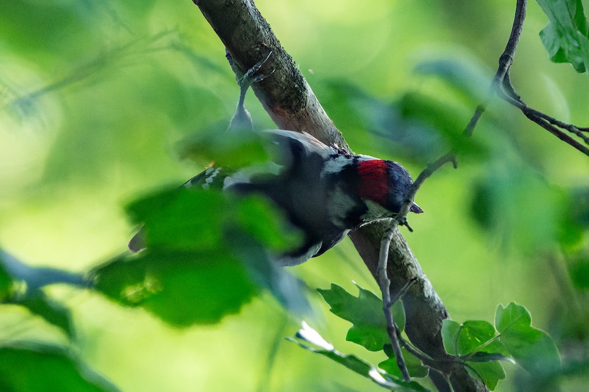 Great Spotted Woodpecker - ML620988390