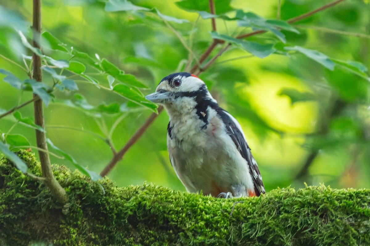 Great Spotted Woodpecker - lucien ABAH