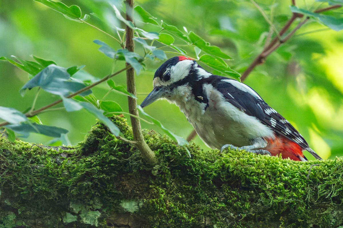 Great Spotted Woodpecker - ML620988394