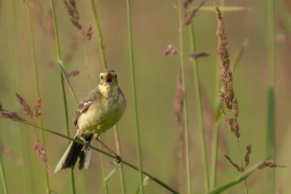 Citrine Wagtail - ML620988411