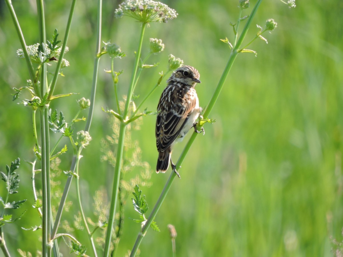 Whinchat - ML620988415