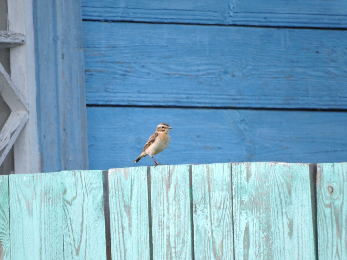 Whinchat - ML620988417