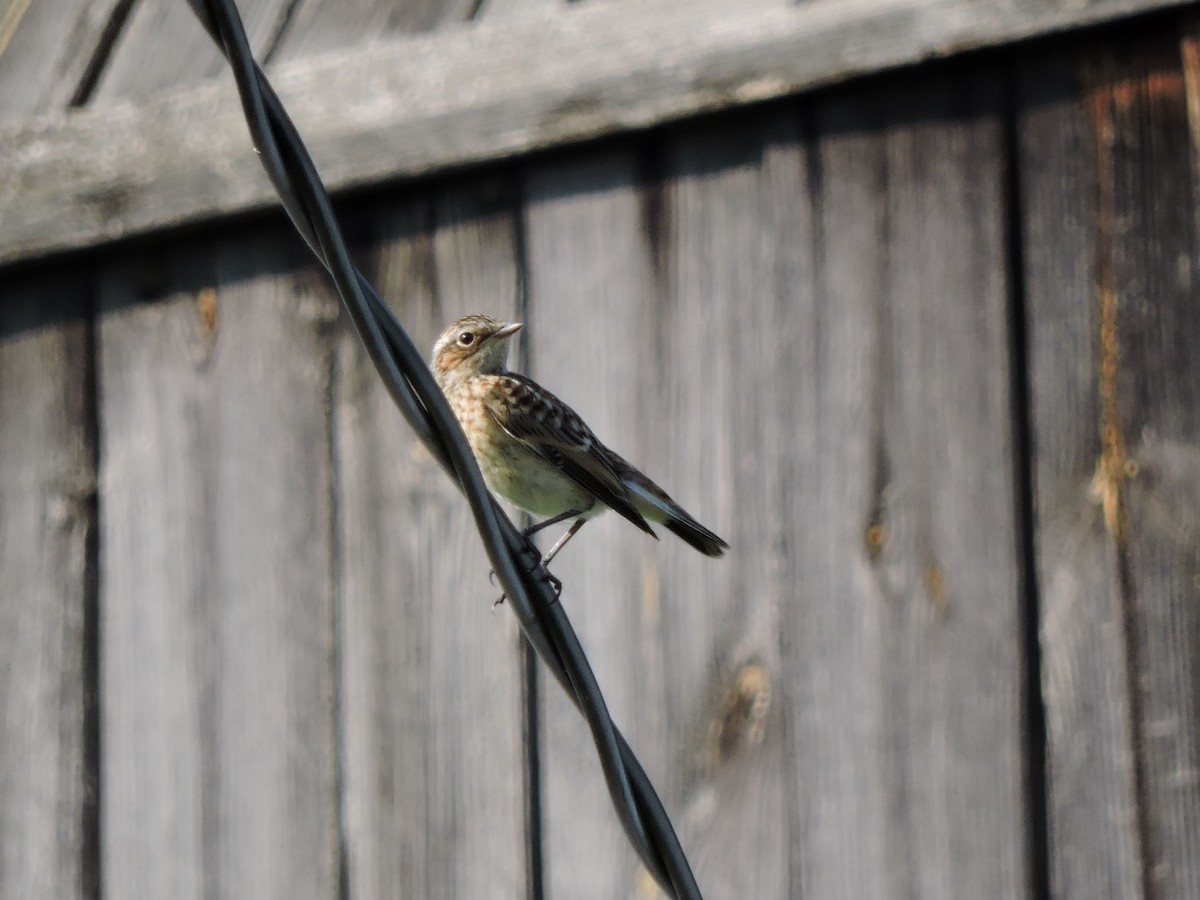Whinchat - ML620988418