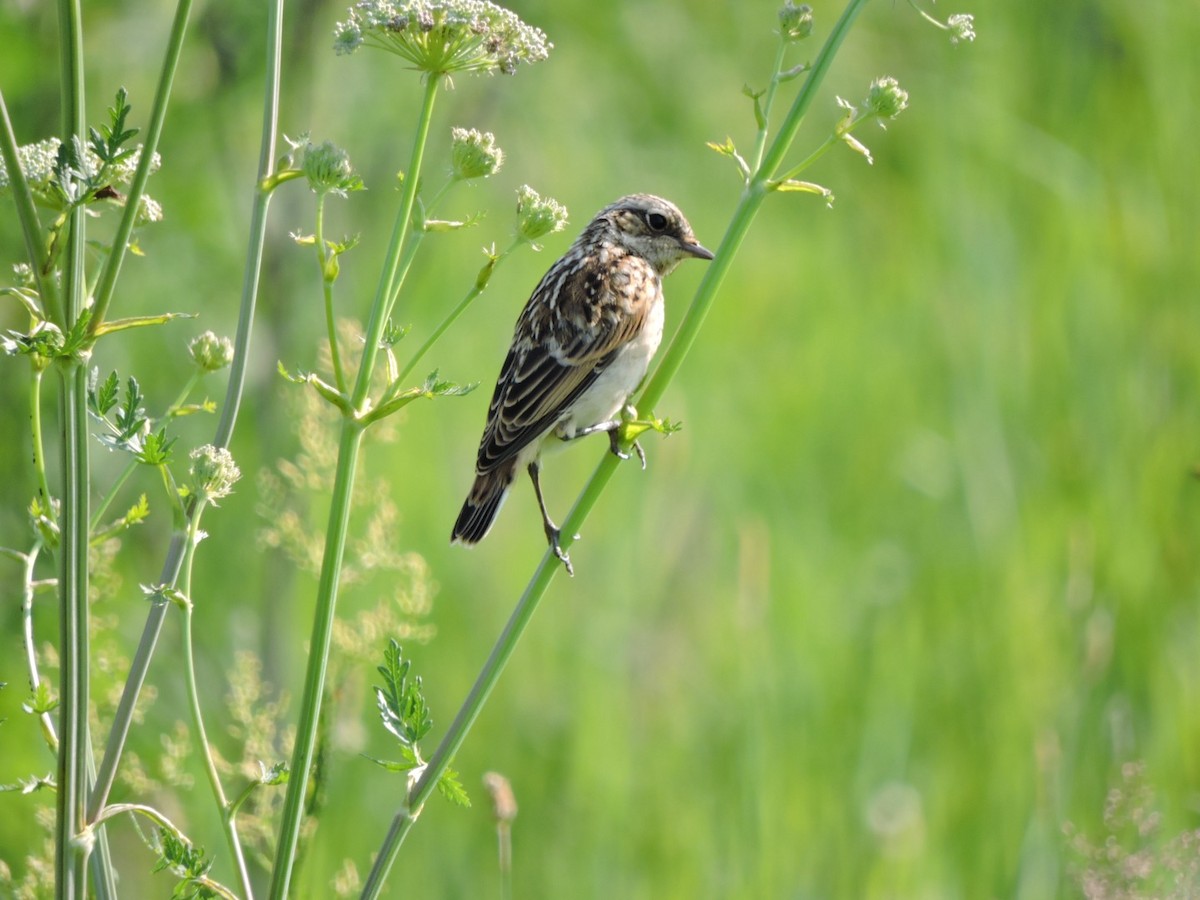 Whinchat - ML620988419