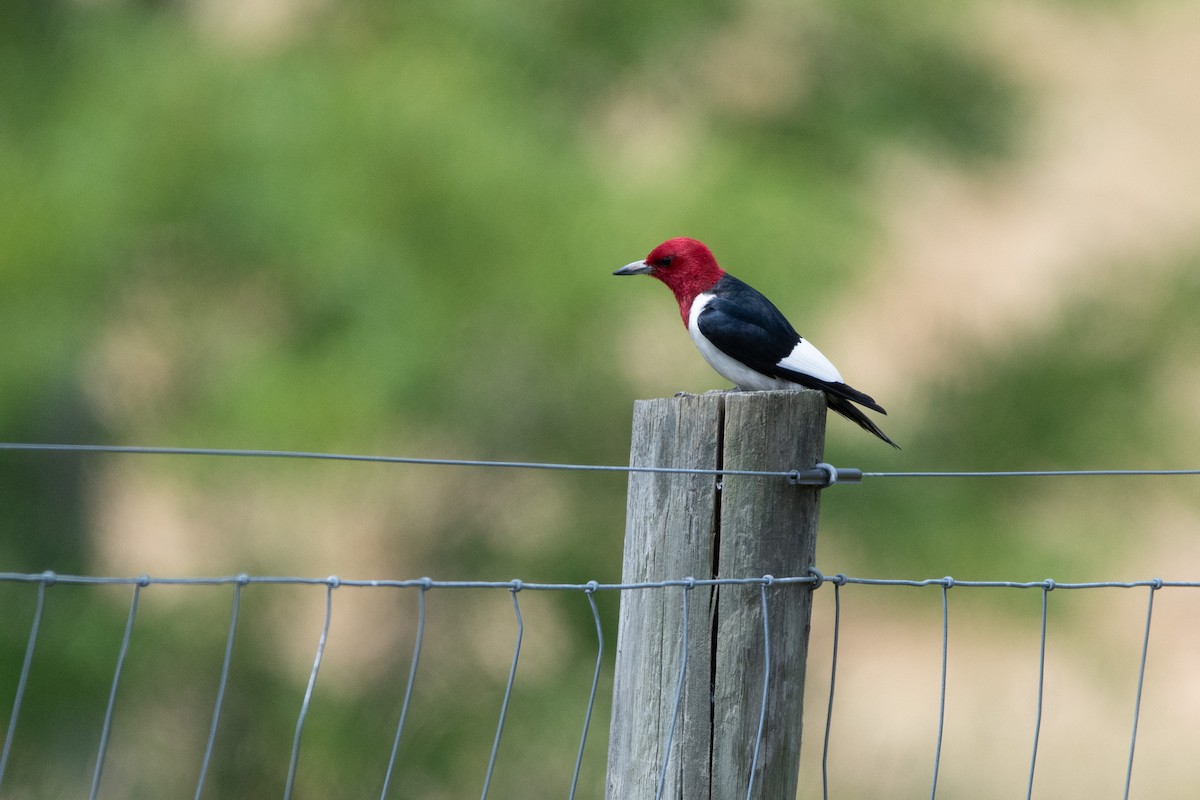 Red-headed Woodpecker - ML620988463