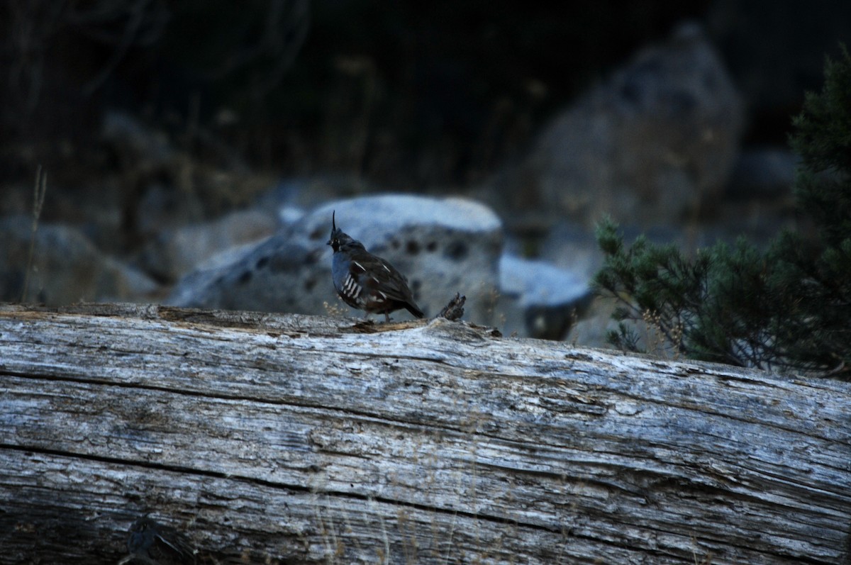 Mountain Quail - ML620988464