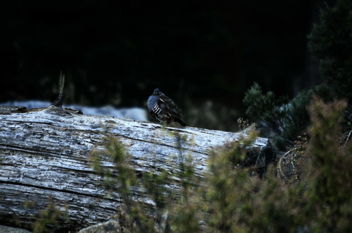 Mountain Quail - ML620988465