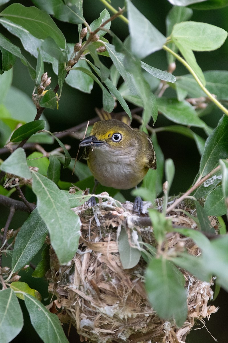 White-eyed Vireo - Candice Lowther