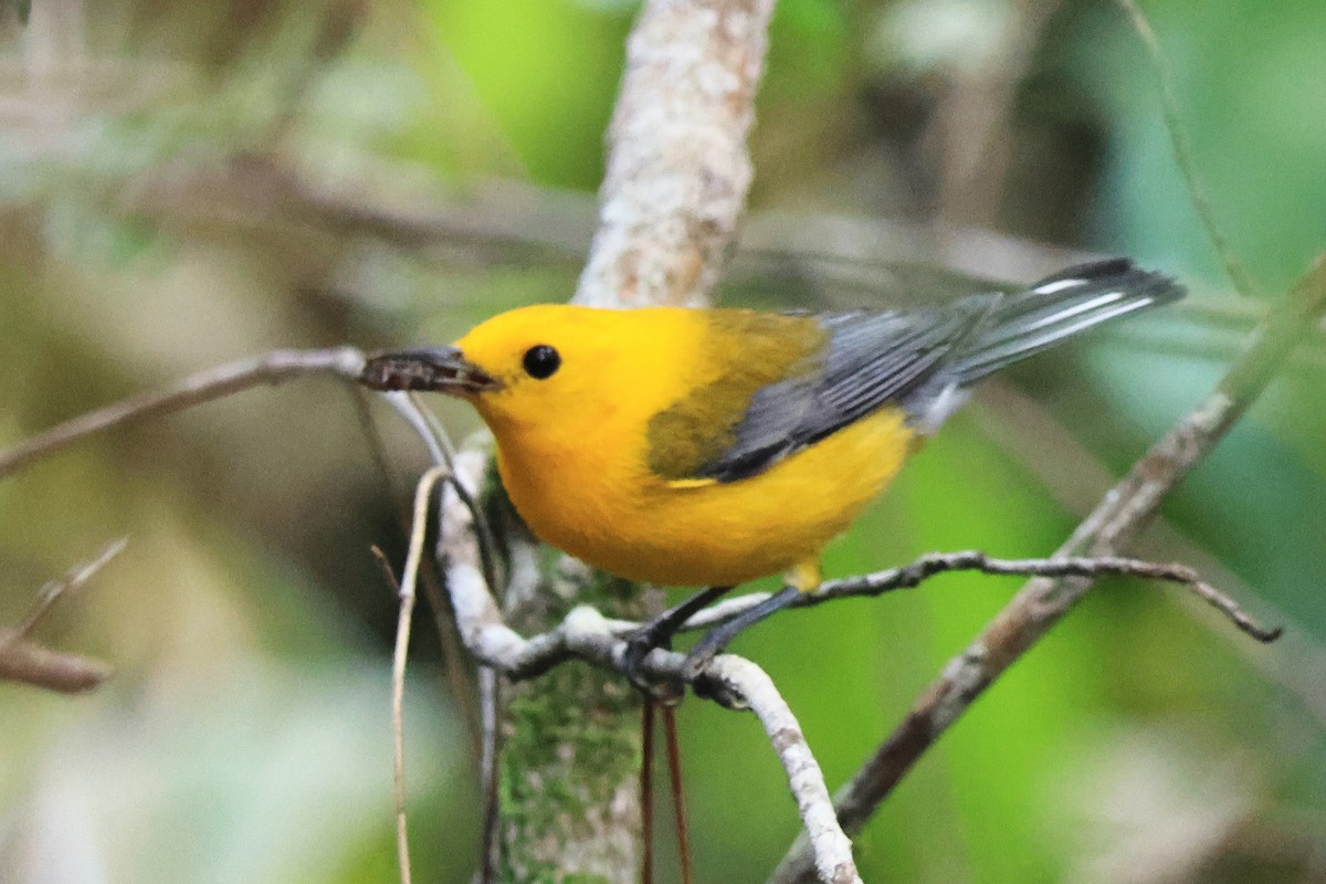 Prothonotary Warbler - ML620988483