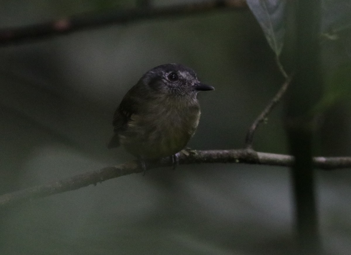 Ecuadorian Tyrannulet - ML620988490