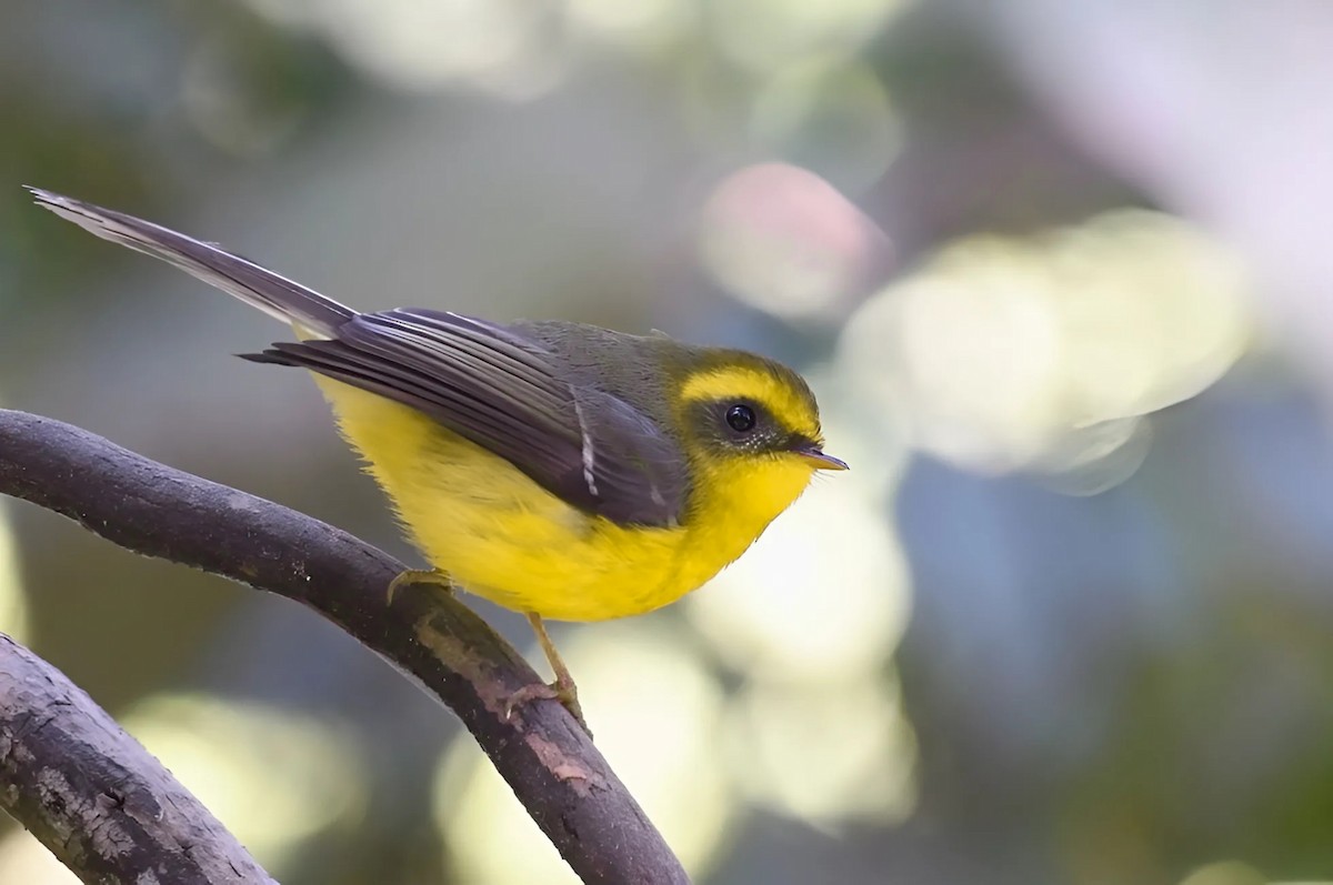 Yellow-bellied Fairy-Fantail - ML620988505