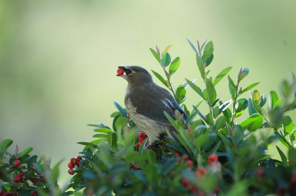 Cedar Waxwing - ML620988516