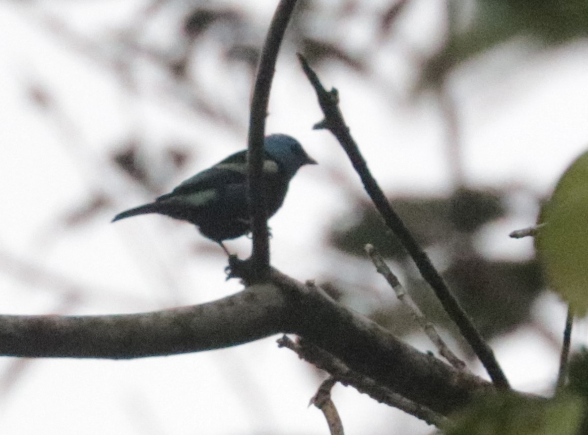 Blue-necked Tanager - ML620988540