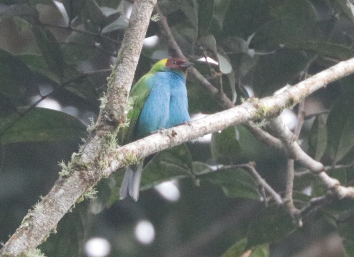 Bay-headed Tanager - ML620988543