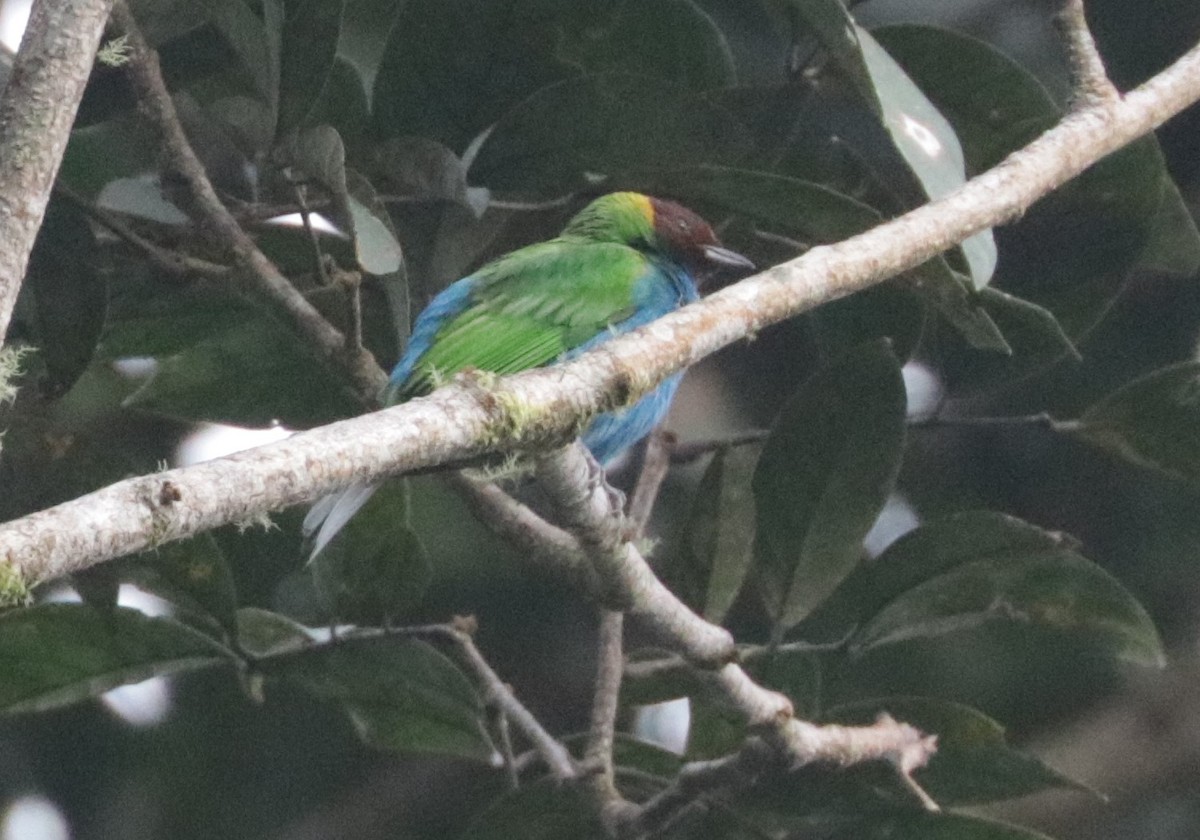Bay-headed Tanager - ML620988545