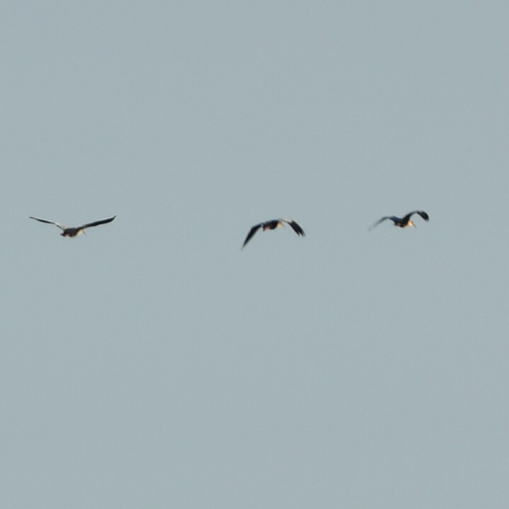 ibis laločnatý - ML620988546
