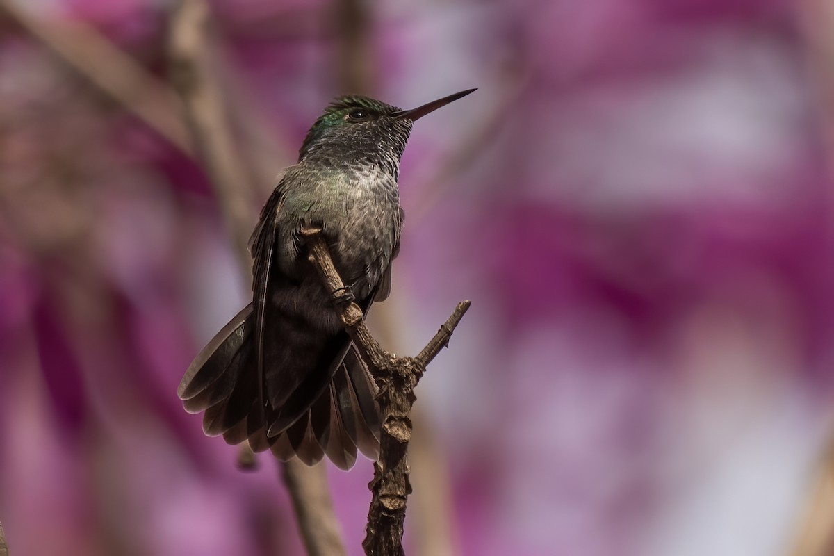 kolibřík pestrý [skupina versicolor] - ML620988552