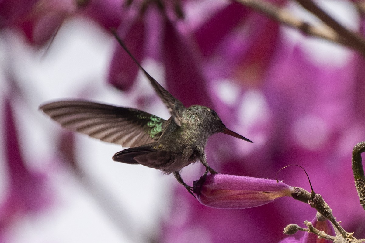 kolibřík pestrý [skupina versicolor] - ML620988553