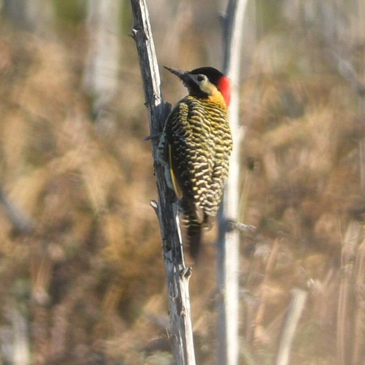 Green-barred Woodpecker - ML620988555