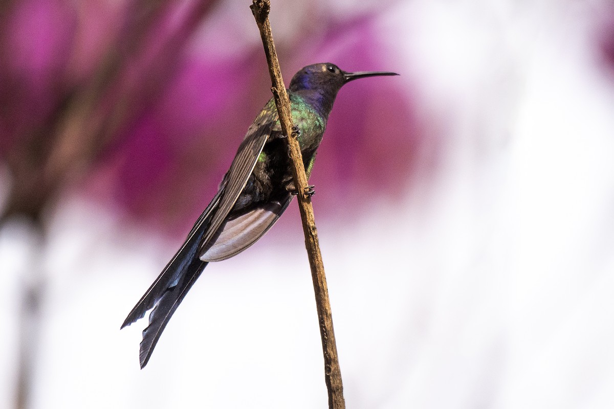 Swallow-tailed Hummingbird - ML620988561