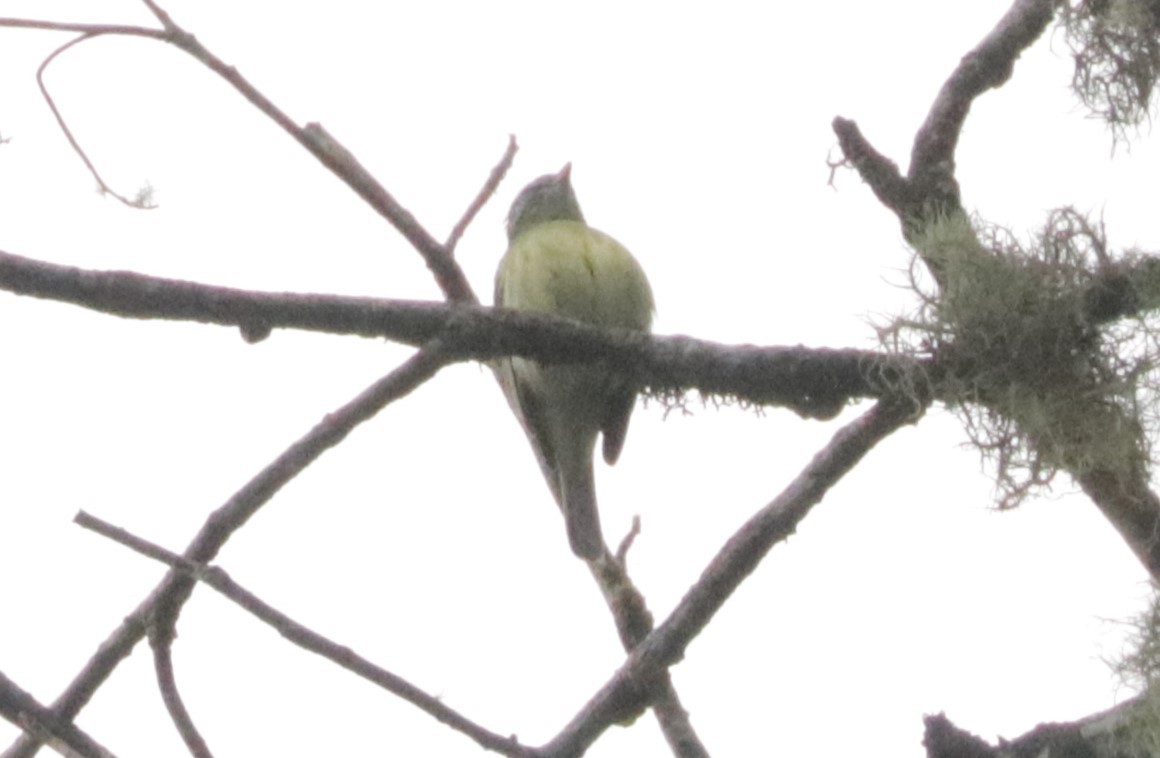 White-fronted Tyrannulet - ML620988565