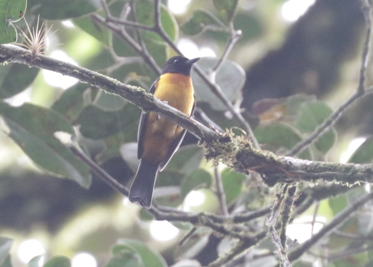 Fulvous Shrike-Tanager - ML620988581