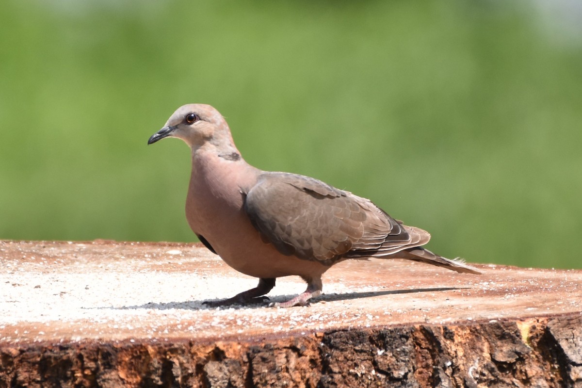 Red-eyed Dove - ML620988603