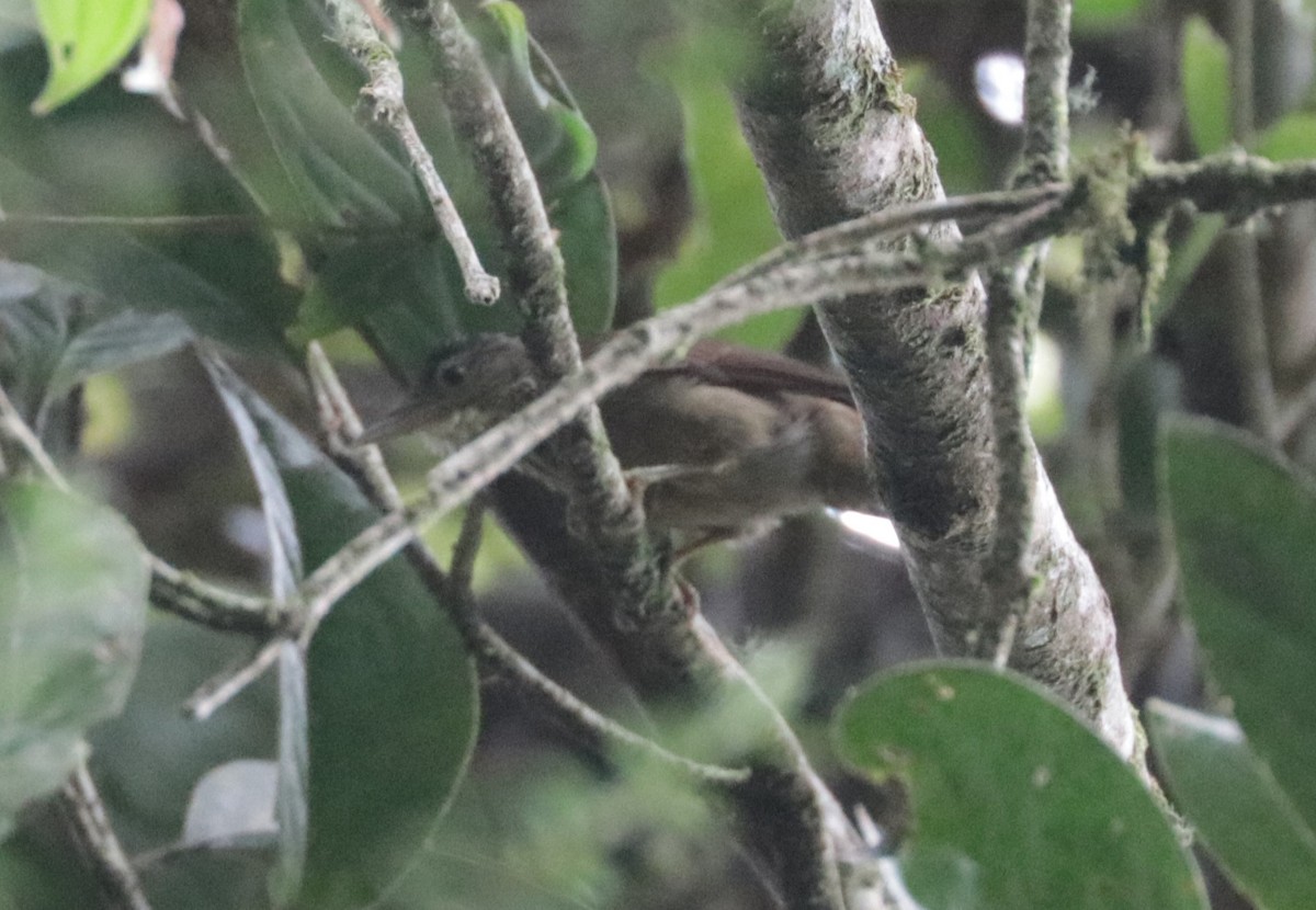 Eastern Woodhaunter - ML620988620