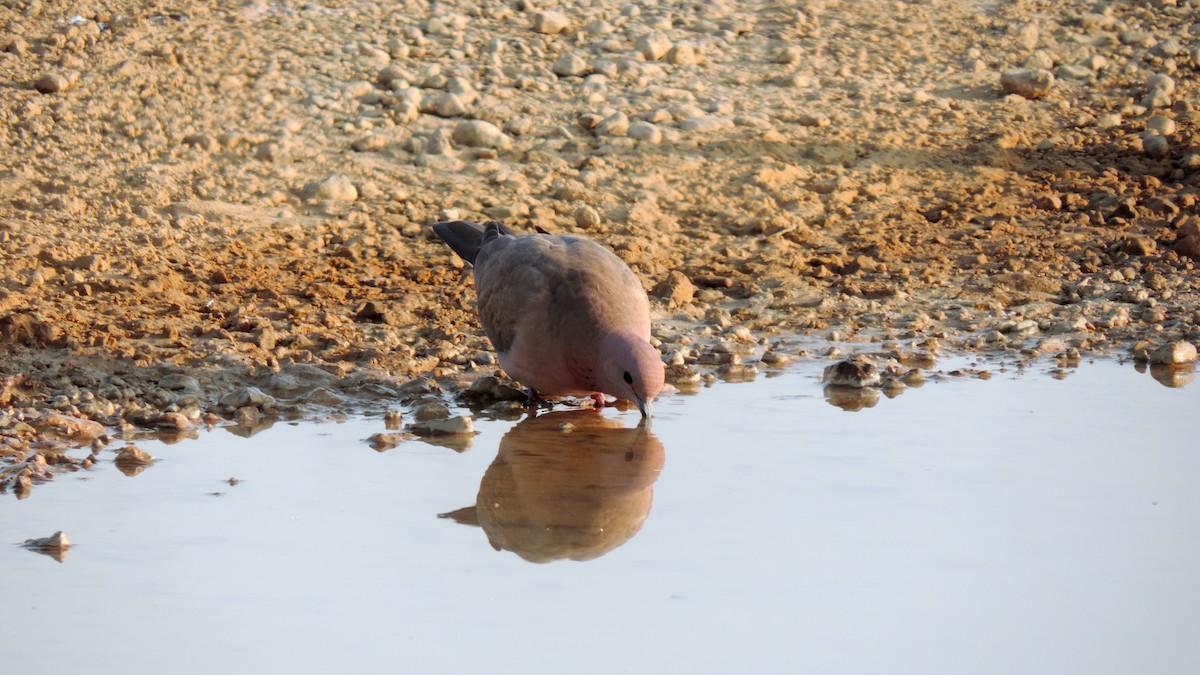 Laughing Dove - ML620988623
