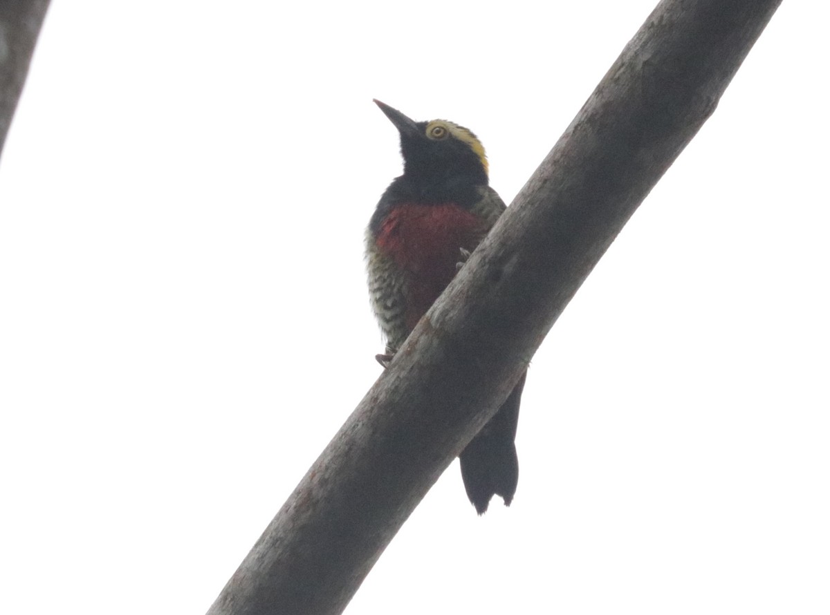 Yellow-tufted Woodpecker - ML620988624