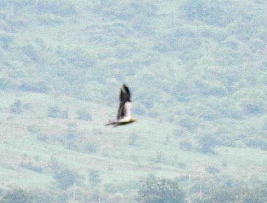 Egyptian Vulture - ML620988629