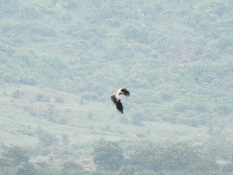 Egyptian Vulture - ML620988630